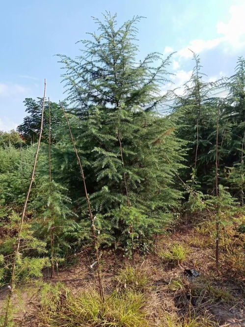 5米雪松价格概览