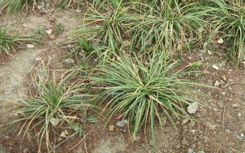 沿阶草的用量揭秘