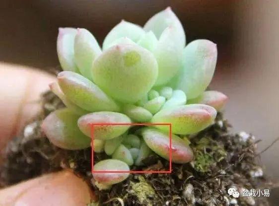 “多肉侧芽分株技巧，轻松打造爆款多肉盆栽！”