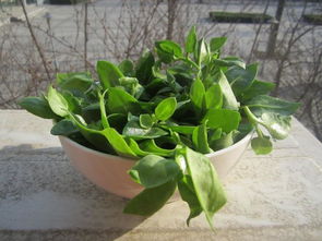 广东夏季种植叶菜小贴士