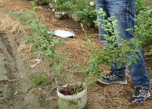 大型藤本月季的种植与修剪