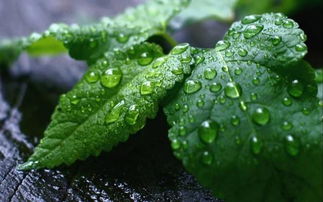 薄荷泡水，清香四溢