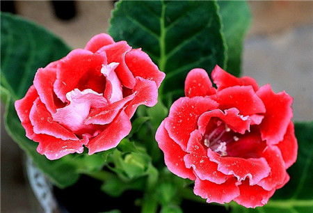 凤仙花的喜庆与观赏价值