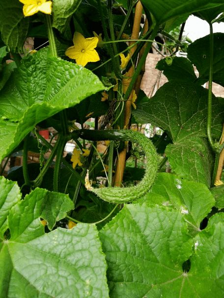 种植乐趣，自己体验