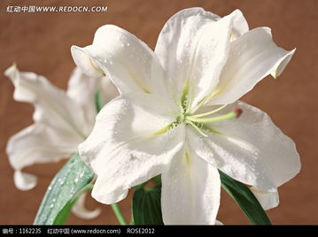 白百合花，纯洁守护的使者