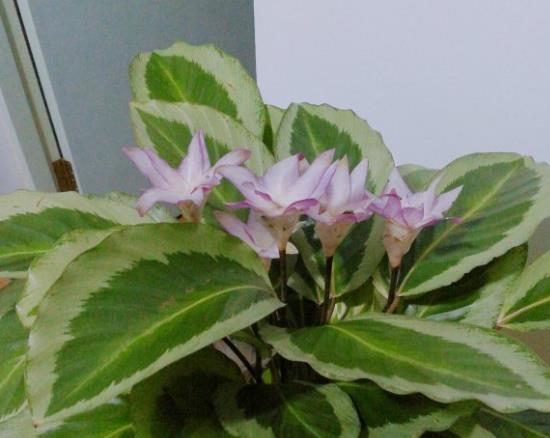 竹芋的花期是何时？它开花的象征意义又是什么