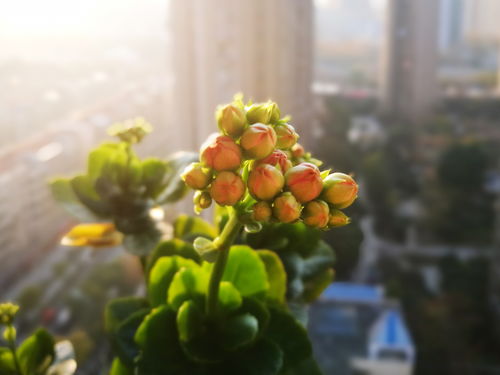 冬季长寿花养殖指南：安全越冬