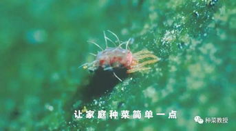 花生蚜虫防治的最佳时期