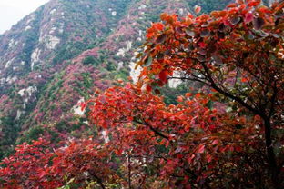 推荐理由:秋季是鸡爪槭观赏性蕞佳季节《花经》云: 枫叶一经秋霜,杂盾常绿树中,与绿叶相衬,色彩明媚。