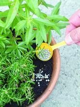 花卉打农药教学片：如何正确选择和使用农药？