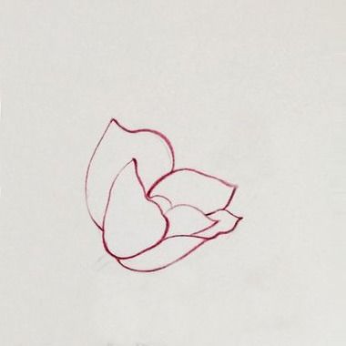 牡丹花怎么画铅笔？先勾勒轮廓