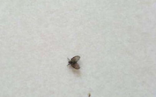 养花小飞虫困扰怎么办？有哪些方法能有效地驱赶它们