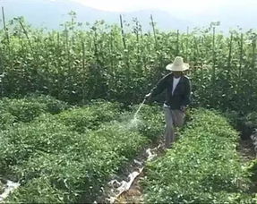 灌溉、翻耕和覆盖