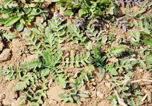 干草地灰菜除草剂的选择