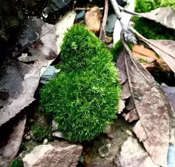苔藓发黄，如何挽救回绿意盎然