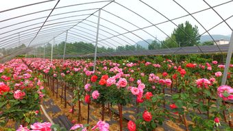 七里坪乡月季产业：农民致富的香饽饽