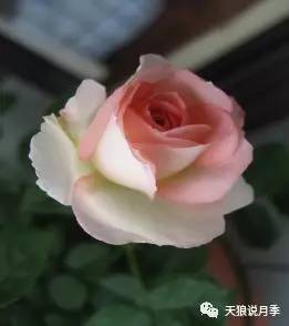 天狼新品， 金黄色彩