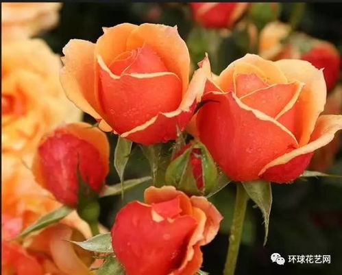 月季花，那啥是月季花呢？