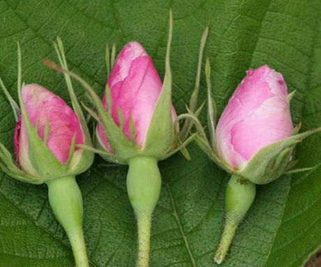 月季花蕾和玫瑰花蕾的区别