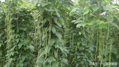 山西运城的创新种植法