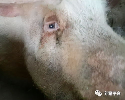 母猪泪斑是肝脏毒素超标、繁殖障碍的预警信号吗？