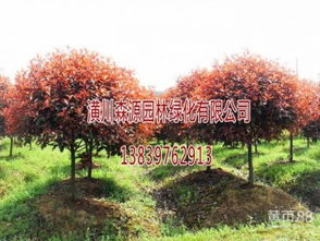 红叶石楠的规格，让你眼花缭乱