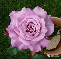 第三名：Fragrant Cloud香云