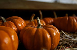 红栗王：早熟， 耐储存，产量高