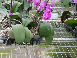 耐旱小Neng手， 仙人掌和宝石花