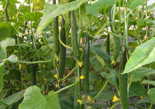 黄瓜：夏季的宠儿