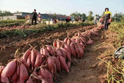 二、氟环唑的概述