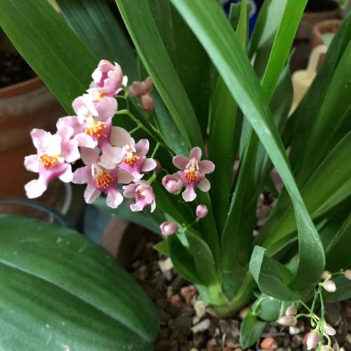 揭秘耐阴植物：哪些花卉既耐阴又易开花？