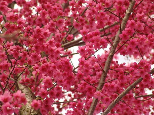 樱花的象征意义