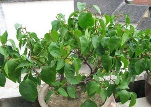 办公室小白花蔫了急！怎么浇水施肥才嫩救活？