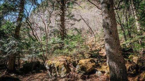 西双版纳热带植物园：罗汉松的宝库