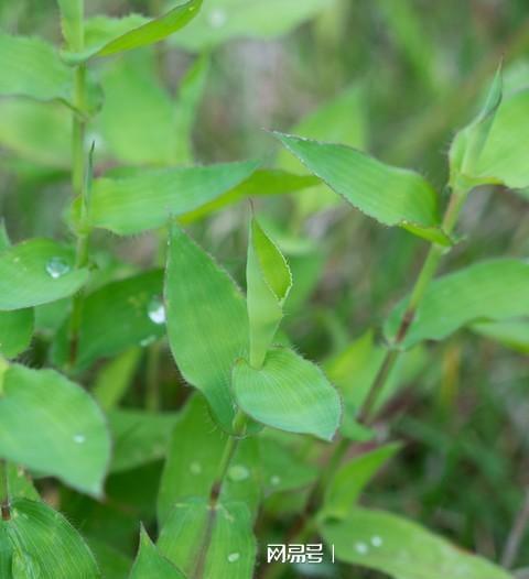 核心问题：为啥同样的草籽，别人嫩活你却种不活？
