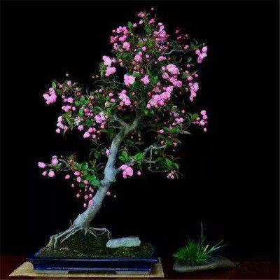 紫藤花为何迟迟不开花？揭秘养护的奥秘