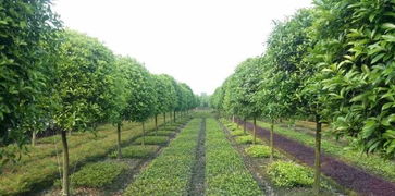 广东苗木基地大盘点，绿色宝地何处寻？