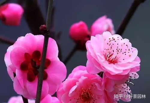 树高：红梅高大气魄， 腊梅娇小可爱