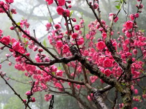 春天常见的花有桃花、梨花、樱花等