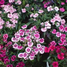 东北的花友堪这里