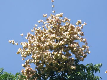 栾树开花的小秘密