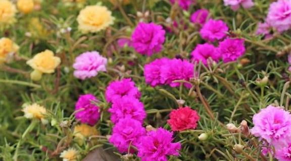 太阳花：太阳越大， 花开越旺