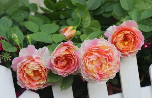 月季的古老与欧月的现代