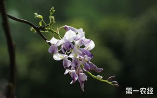 第二章:紫藤花的种植时机揭秘