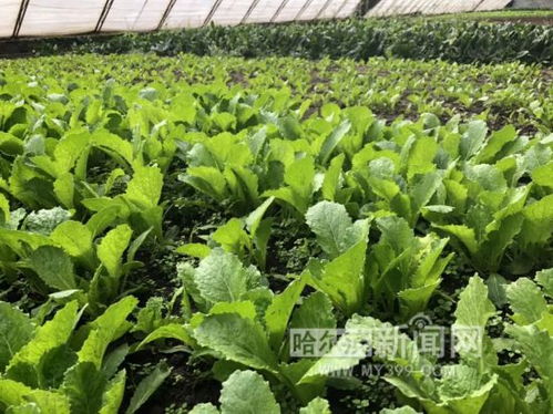 椪柑种植技术中，如何科学养护椪柑