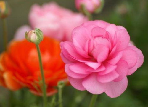 花毛茛的养护不易，开完花后的保存大法！