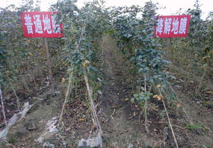 怀集茶油树种植基地：揭秘高品质茶油的秘密来源！