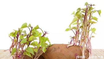 荞麦贮藏过程中需避免霉变、虫害和发芽