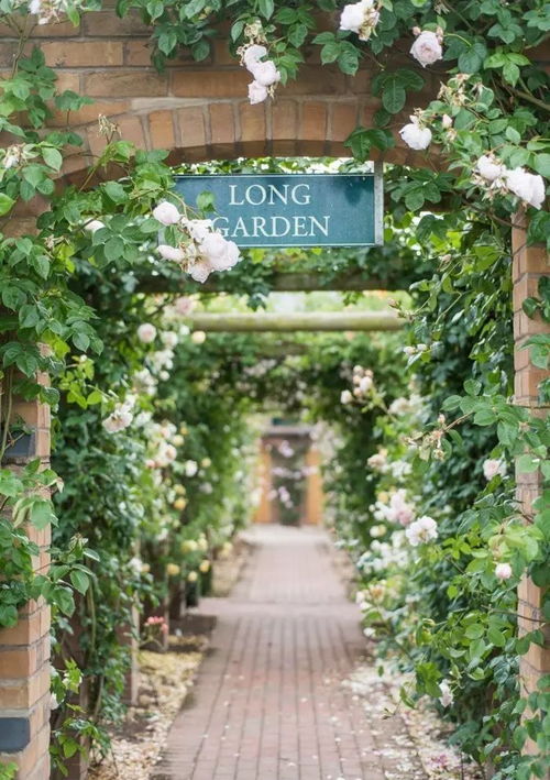 选择月季品种， 打造美丽花园的起点